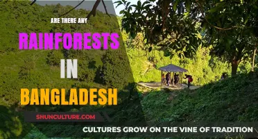 Exploring Bangladesh's Lush Green Forests: Are There Any Rainforests?