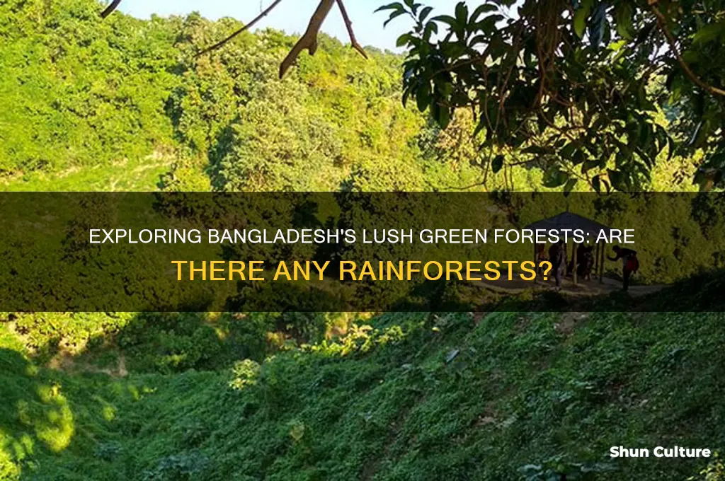 are there any rainforests in bangladesh