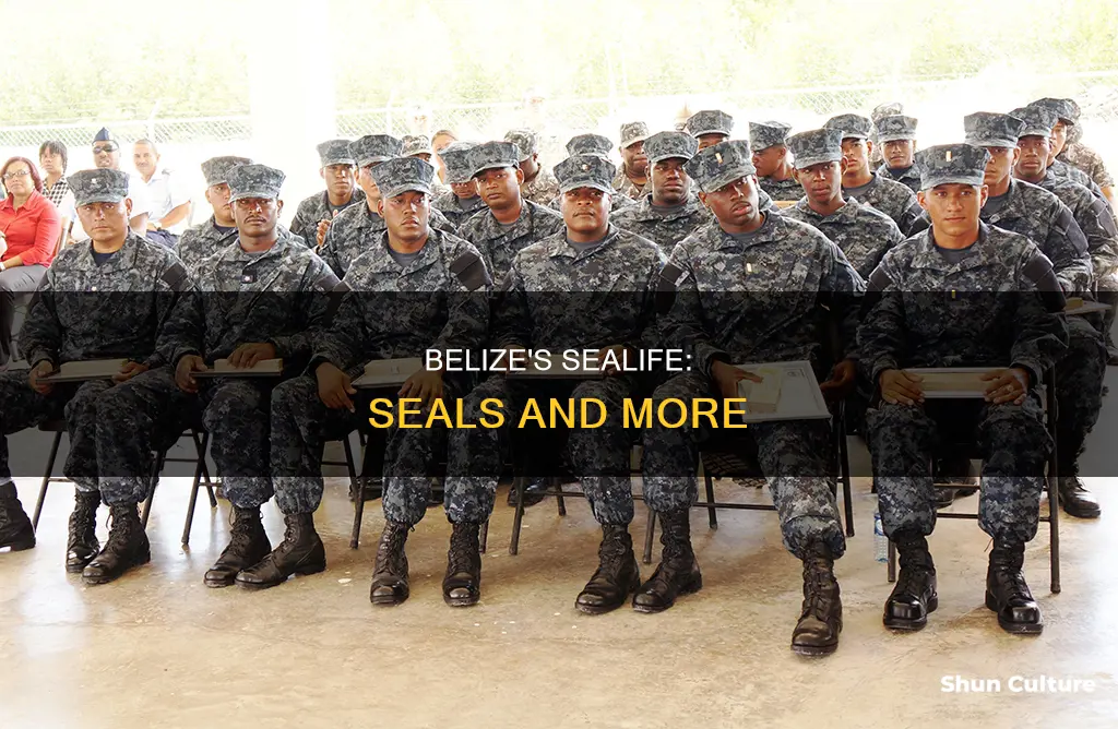 are there any seals in belize