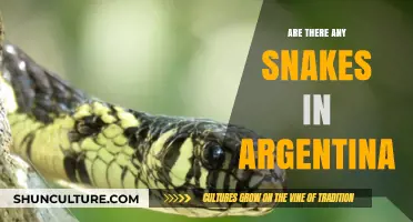 Exploring Argentina's Serpentine Secrets: A Guide to Native Snakes