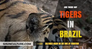 Do Tigers Roam Brazil's Wilds? Unveiling the Truth