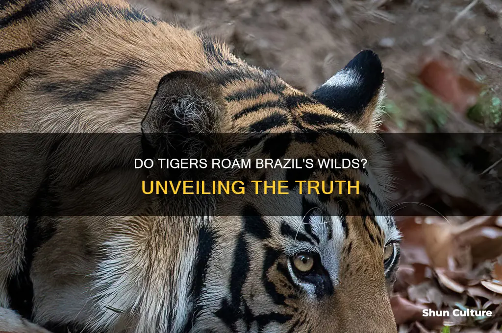 are there any tigers in brazil