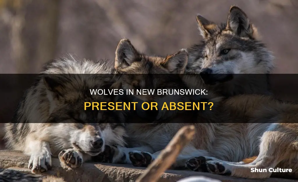 are there any wolves in new brunswick