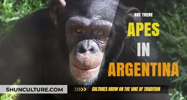 Exploring the Myth: Are There Really Apes in Argentina?