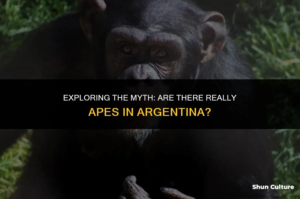 are there apes in argentina