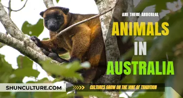 Australian Arboreal Animals: Who's Up in the Trees?