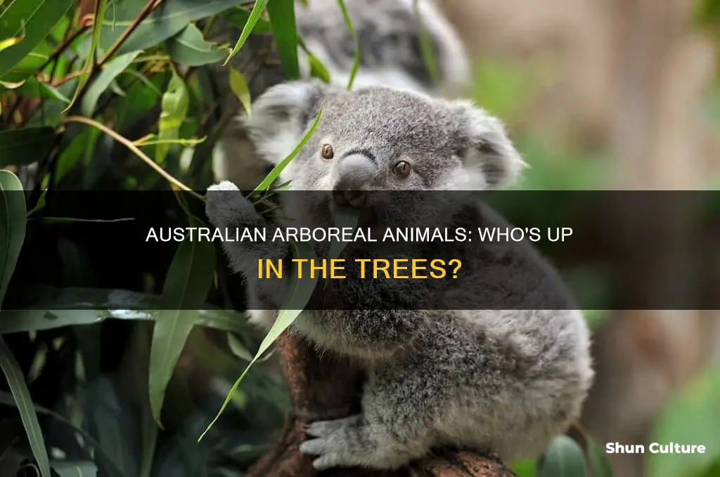are there arboreal animals in australia