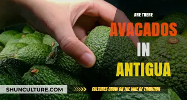 Exploring Antigua's Cuisine: Do Avocados Grow on This Caribbean Island?