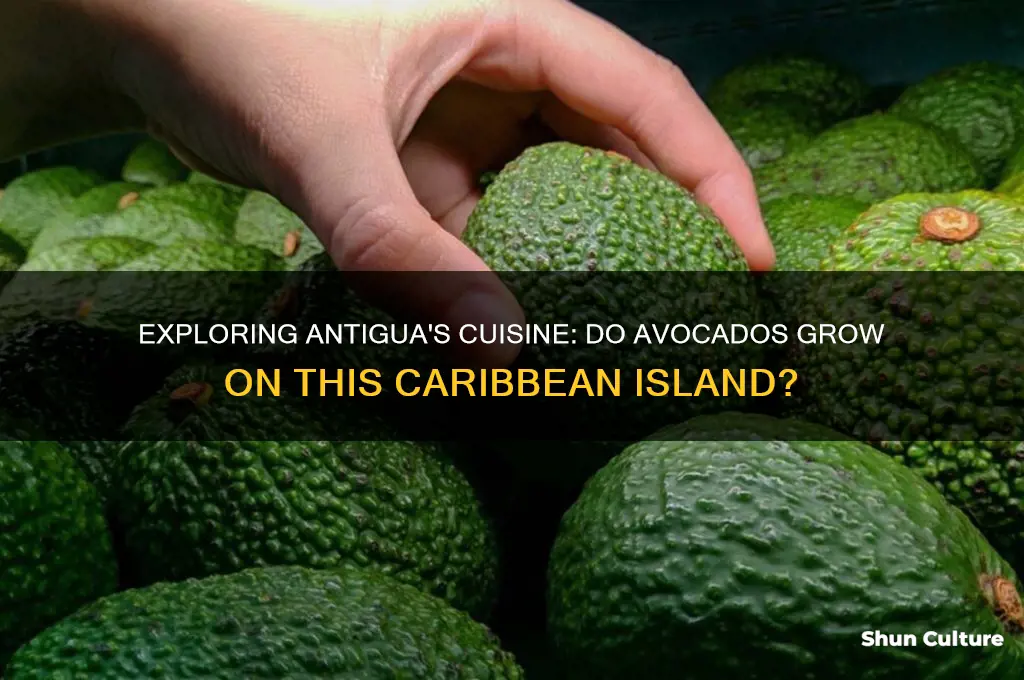 are there avacados in antigua