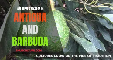 Avocados in Antigua and Barbuda: A Tropical Paradise's Delight