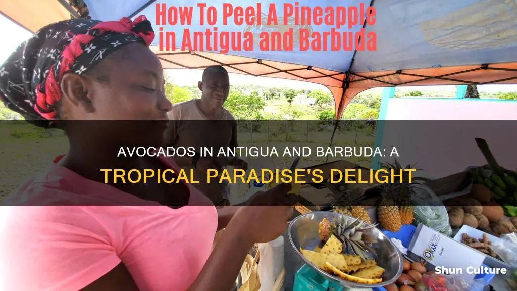 are there avocados in antigua and barbuda