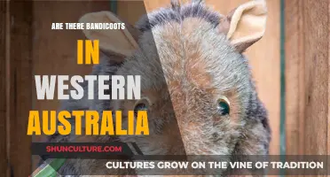Bandicoots in Western Australia: Where to Find Them?