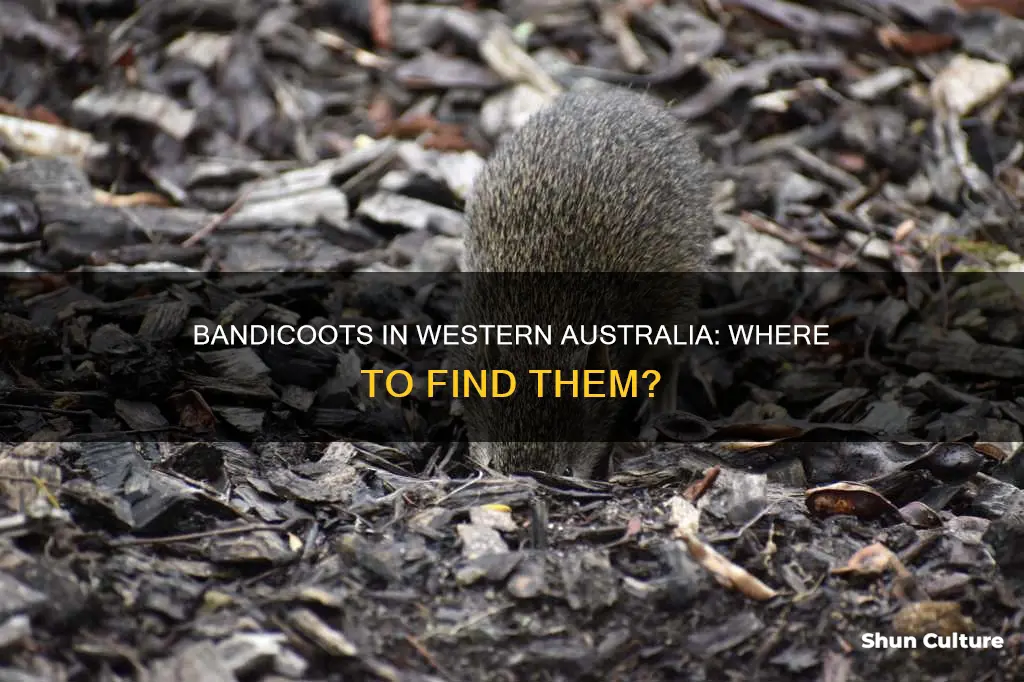 are there bandicoots in western australia