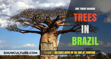 Exploring Brazil's Flora: Are Baobab Trees Part of Its Landscape?