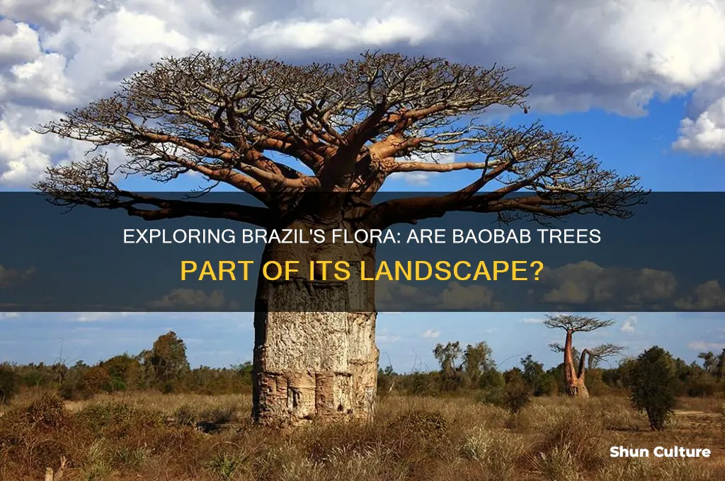 are there baobab trees in brazil