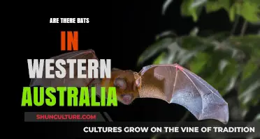 Bats in Western Australia: What's the Truth?