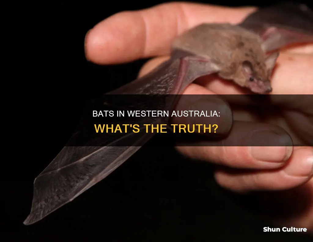are there bats in western australia