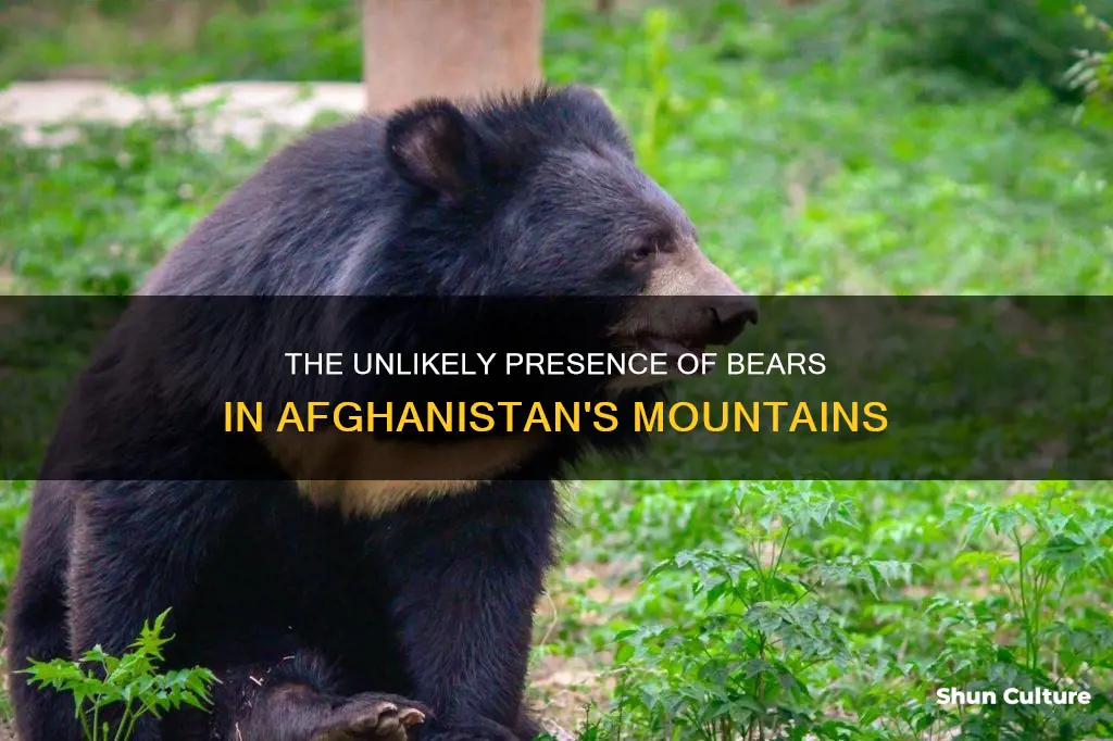 are there bears in afghanistan