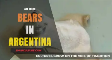 Exploring Argentina's Wildlife: Are There Bears in This South American Country?