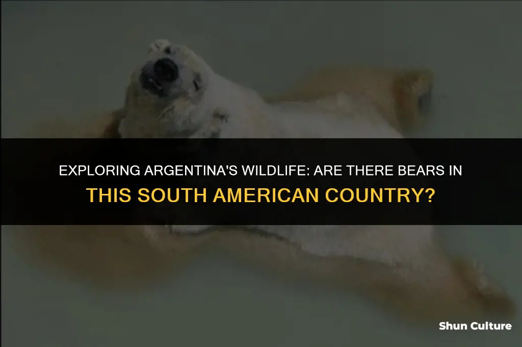 are there bears in argentina
