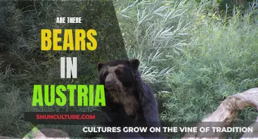 Bearly There: Austria's Unlikely Wildlife