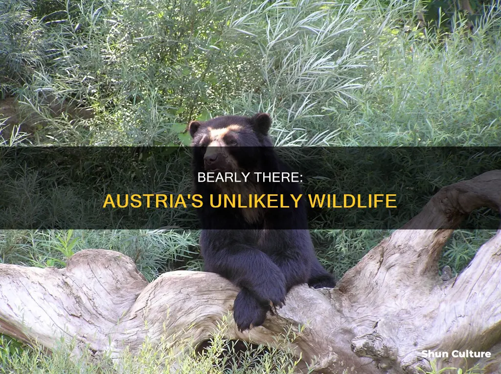 are there bears in austria