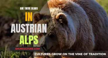 Bears in Austrian Alps: What's the Real Danger?