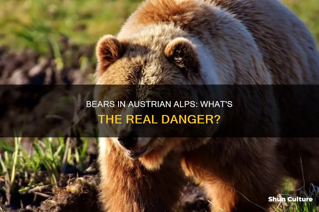 are there bears in austrian alps