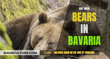 Bearly Bavaria: Are They Here?