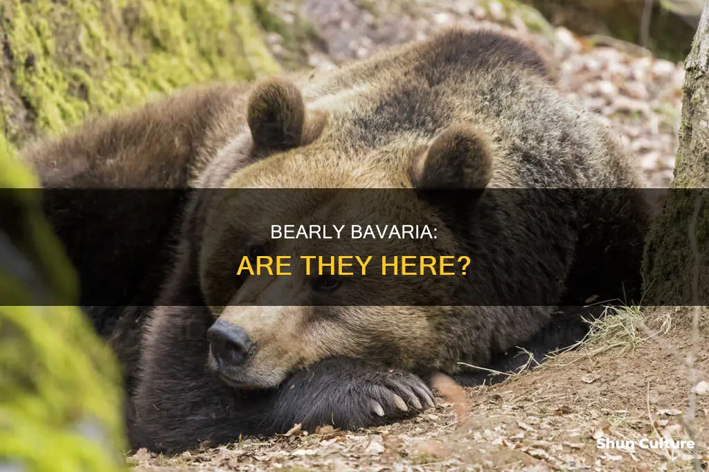 are there bears in bavaria