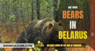 Bearly There: Belarus and its Wild Bears