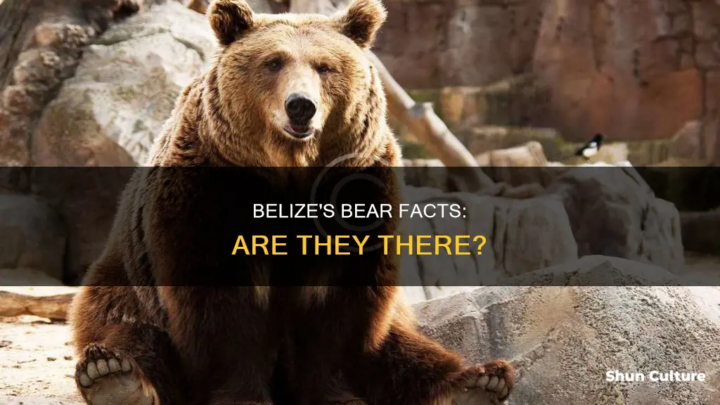 are there bears in belize