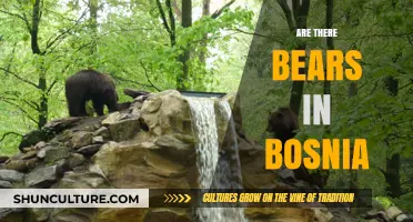 Exploring Bosnia's Wildlife: Are There Bears in the Forests?