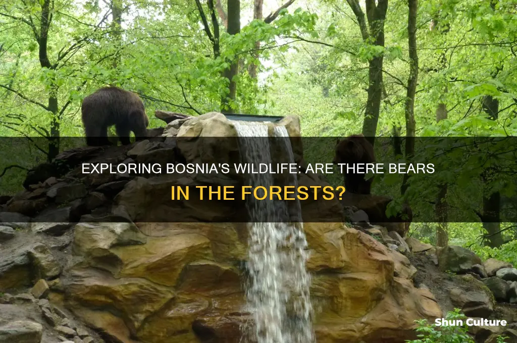 are there bears in bosnia