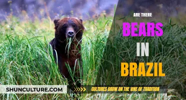 Exploring Brazil's Wildlife: Are There Bears in the Rainforest?