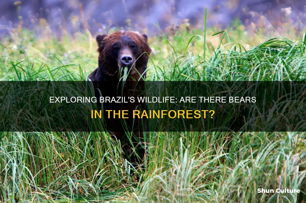 are there bears in brazil