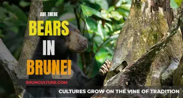 The Bear Necessities: Are They in Brunei's Nature?