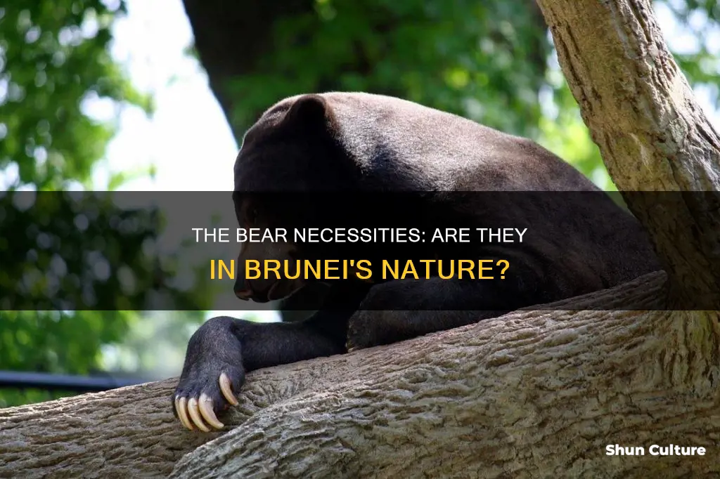 are there bears in brunei