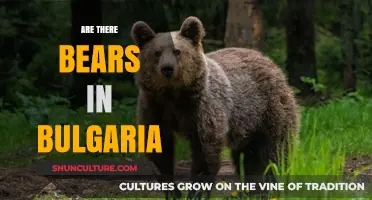 Exploring Bulgaria's Wilderness: A Guide to Spotting Bears in Their Natural Habitat