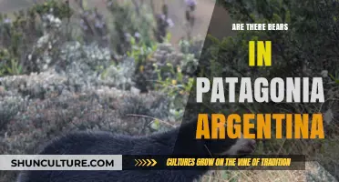 Exploring Patagonia: A Guide to Spotting Bears in Argentina