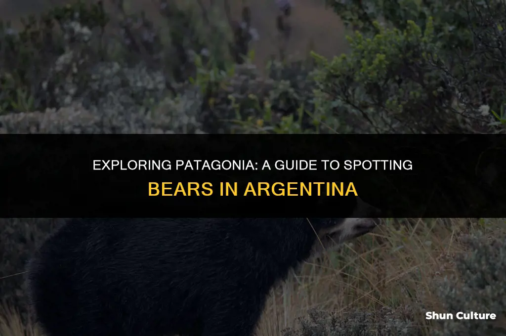 are there bears in patagonia argentina