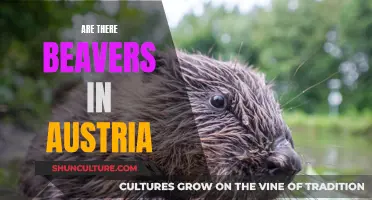 Beavers in Austria: An Unexpected Presence