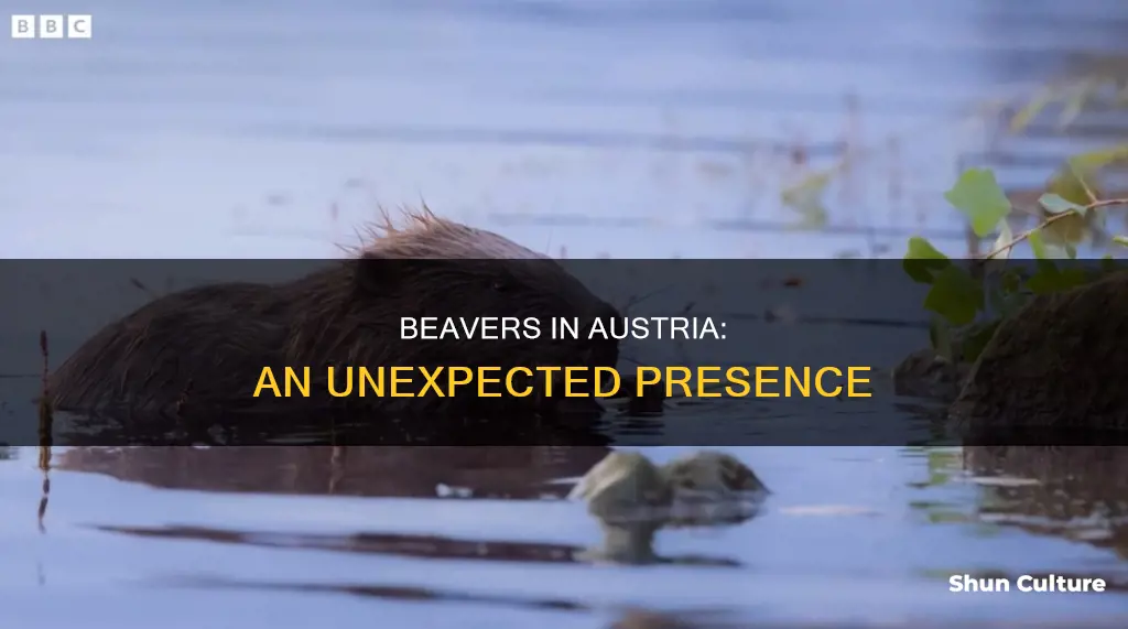 are there beavers in austria