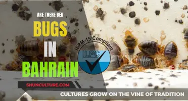 Bed Bugs in Bahrain: What You Need to Know