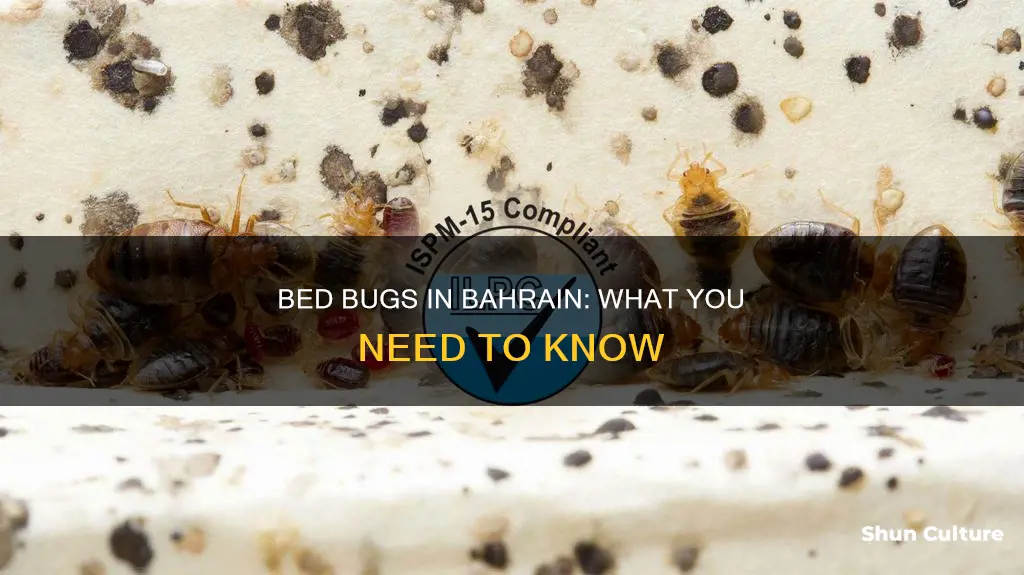 are there bed bugs in bahrain