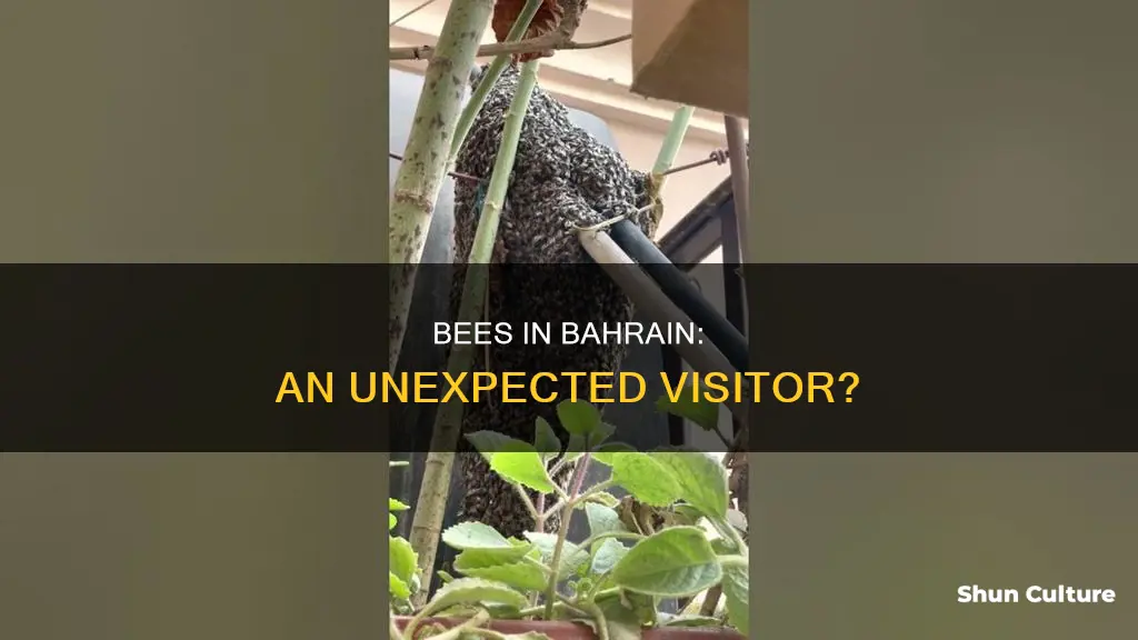 are there bees in bahrain