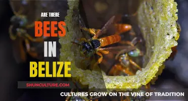 Buzzing in Belize: Exploring the Country's Bee Population