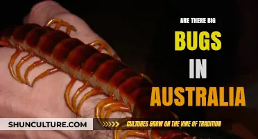Exploring Australia's Big Bugs: A Guide