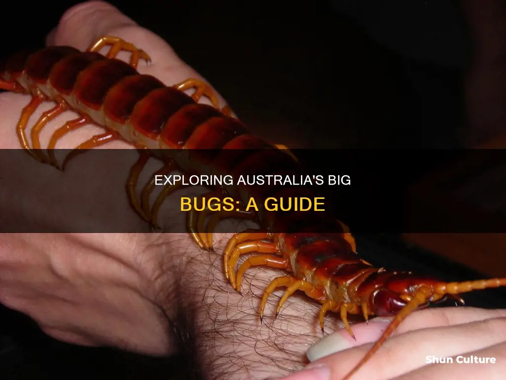 are there big bugs in australia