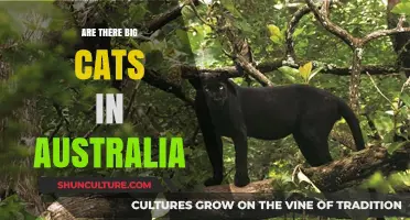 Big Cats in Australia: Myth or Reality?
